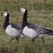 Barnacle Goose - Photo (c) Volker Heinrich, some rights reserved (CC BY-NC)