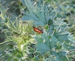 Deraeocoris ruber