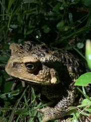 Bufo