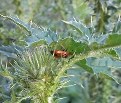 Deraeocoris ruber