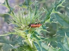 Deraeocoris ruber