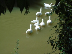 Anser anser domesticus