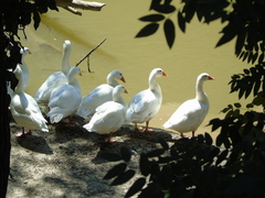 Anser anser domesticus