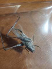 Platycleis intermedia