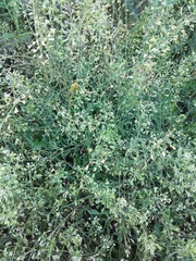 Capsella bursa-pastoris