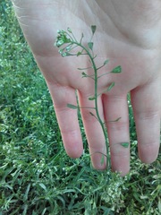Capsella bursa-pastoris