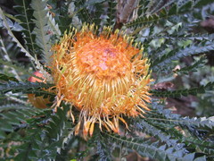 Banksia formosa