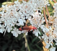 Rhagonycha fulva