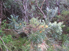 Banksia formosa