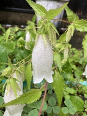 Campanula punctata punctata