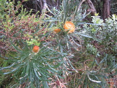 Banksia formosa