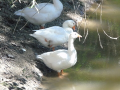 Anser anser domesticus