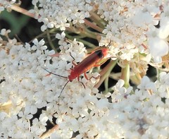 Rhagonycha fulva