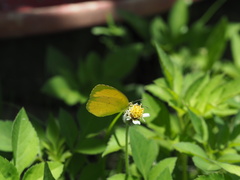 Eurema hecabe hecabe