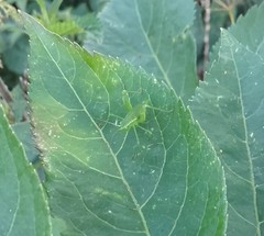 Leptophyes punctatissima