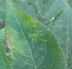 Leptophyes punctatissima