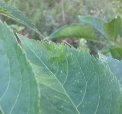 Leptophyes punctatissima