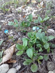 Myosotis