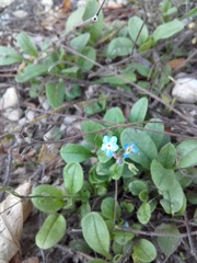 Myosotis