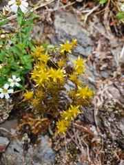 Sedum annuum