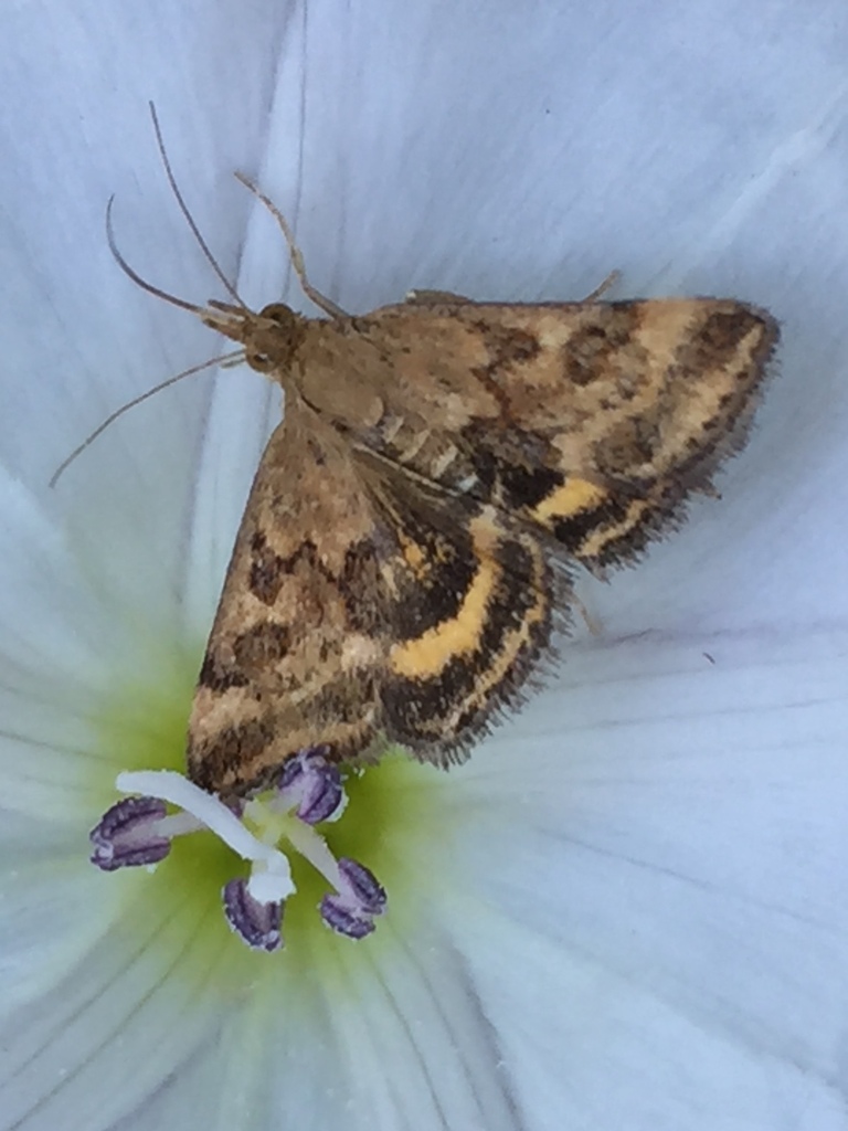 Mottled and Straw-barred Pearls and Allies