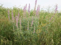 Lupinus leucophyllus