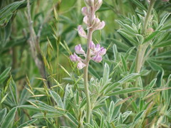 Lupinus leucophyllus