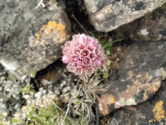 Armeria maritima sibirica