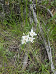 Calochortus lyallii