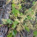 European Wild Grape - Photo (c) Brad Walker, some rights reserved (CC BY-NC), uploaded by Brad Walker