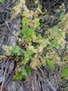 European Wild Grape - Photo (c) Brad Walker, some rights reserved (CC BY-NC), uploaded by Brad Walker