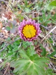 Aster alpinus tolmatschevii