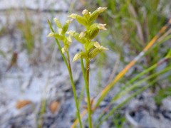 Genoplesium pumilum