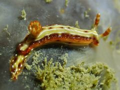 Hypselodoris decorata