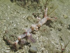 Bornella stellifera