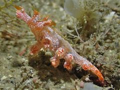 Bornella hermanni