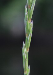 Elymus macrourus