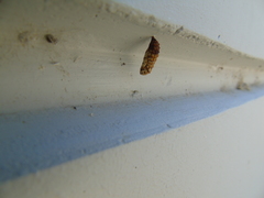 Melitaea didyma