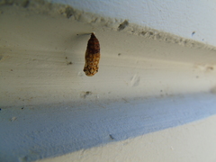 Melitaea didyma