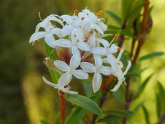 Pimelea linifolia linifolia