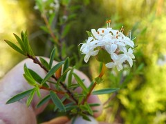 Pimelea linifolia linifolia