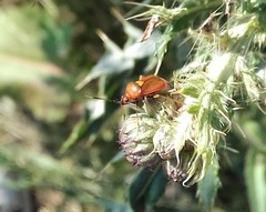 Deraeocoris ruber