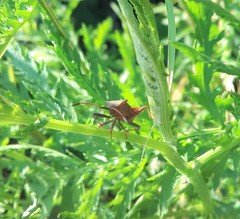 Coreus marginatus