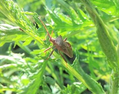 Coreus marginatus