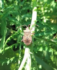 Coreus marginatus