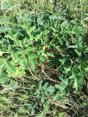 Heracleum sphondylium