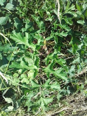 Heracleum sphondylium