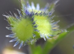 Eritrichium uralense