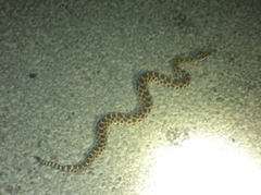 Sistrurus tergeminus