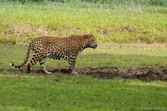 Panthera pardus fusca